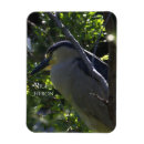 Search for herons magnets Photograph