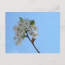 Search for pear tree postcards Flora