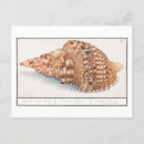 Search for vintage seashell postcards Illustration