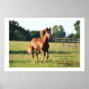 Search for galloping posters Equine