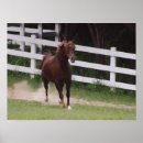 Search for hoof posters Horse