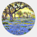Search for live oak tree Texas