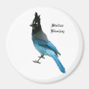 Search for jay magnets Animal