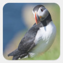 Search for puffin stickers Atlantic