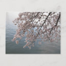 Search for tidal postcards Photography