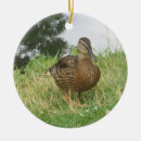 Search for mallard duck christmas tree decorations Nature photography