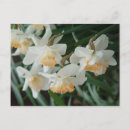 Search for daffodil birthday cards Friend