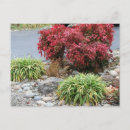 Search for agapanthus postcards Plant