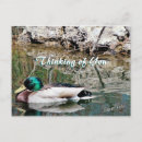 Search for duck hunter postcards Water