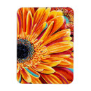 Search for floral rectangular magnets Petals