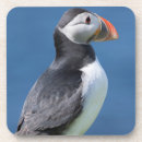 Search for puffin coasters Atlantic
