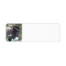Search for black kittens return address labels Kitty