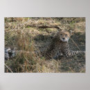 Search for cat stretching posters Feline