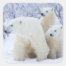 Search for two bears stickers Cub