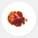 Search for betta fish stickers Siamese fighting fish