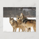 Search for awed postcards Dog