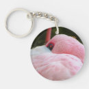 Search for flamingo photography Wildlife