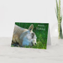 Search for sheeps cards Animals