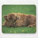 Search for highland cow mousepads Bull