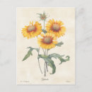 Search for gaillardia Nature