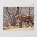 Search for tiger portrait postcards Danger