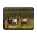 Search for seymour magnets Horses