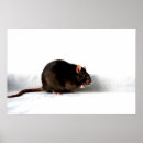 Search for pet rat posters Animal