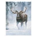 Search for canadian forest posters Moose