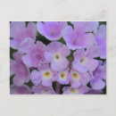 Search for lantana postcards Yellow