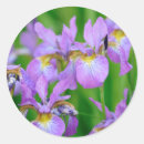 Search for purple iris flower stickers Summer