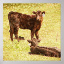 Search for angus cow posters Calf