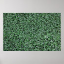 Search for leaf plant posters Nature