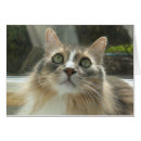 Search for norwegian forest cat postcards White