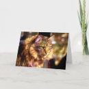 Search for kitty note cards Tabby