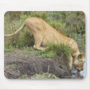 Search for the edge mousepads Wildlife