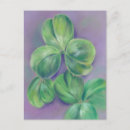 Search for three leaf clover postcards Irish