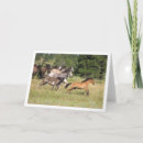 Search for chasing cards Horses