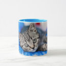 Search for kitten playing mugs Pet