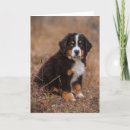 Search for bernese mountain dog cards Canine
