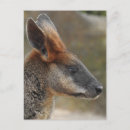 Search for wallaby postcards Australia