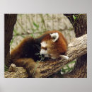 Search for cute pandas posters Red panda