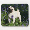 Search for fawn pug mousepads Bob and pam langrish