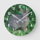Search for rabbits clocks For her