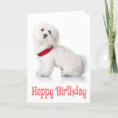Search for bichon frise birthday cards Puppy