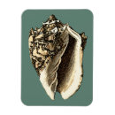 Search for the shell magnets Seashells