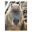 Search for rodents posters Animal
