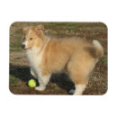 Search for dog breed christmas cards Breeds