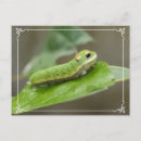 Search for caterpillar postcards Insects