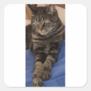 Search for pets for vets stickers Cats