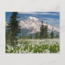Search for mount rainier national park postcards Blue